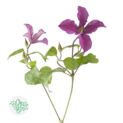 Clematis Inspiration holl