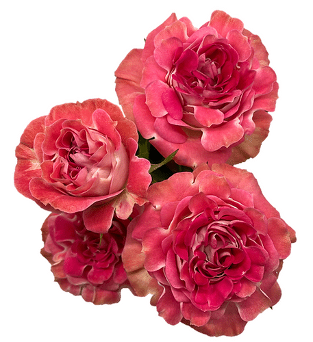 2d2be9db-d9a6-45f7-b2dd-e7a73c01c025.png Rose Gdn Natalie 40cm florecal - Image 1