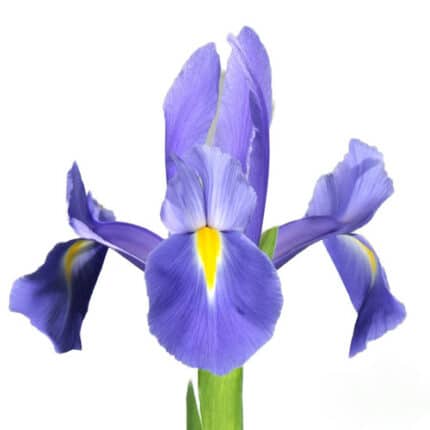 Iris Prof Blaauw holl