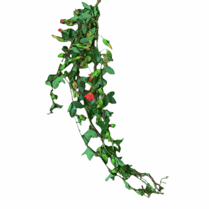 Passion vine pajarosa