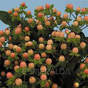 Hypericum amber supx esmeralda