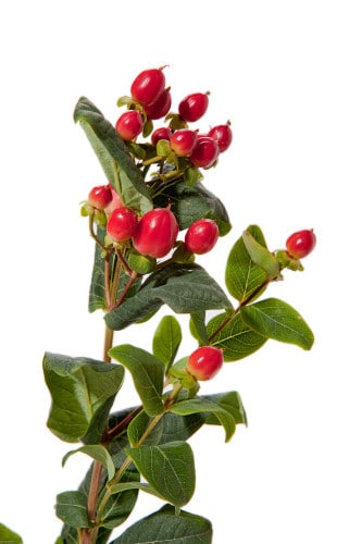 Hypericum Red regular misty