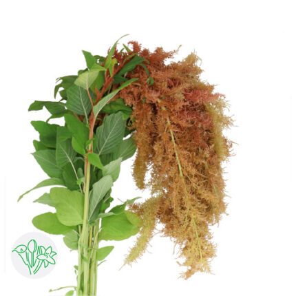 Amaranthus Hanging Bronze 60cm
