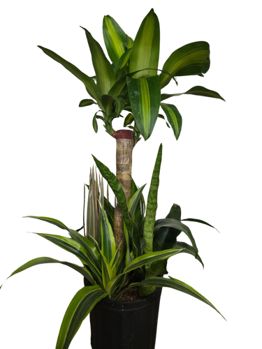 8" POTTED MASS CANE COMBO