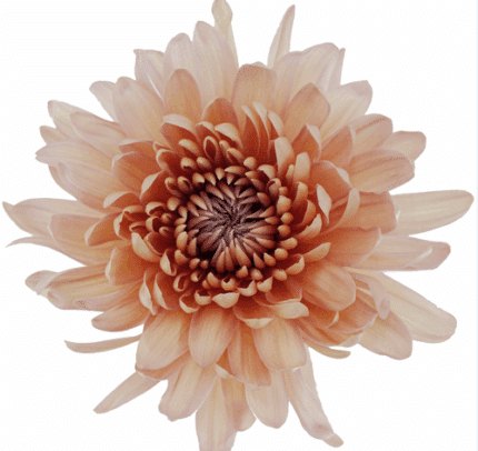 Mum Cremon Linette gdns