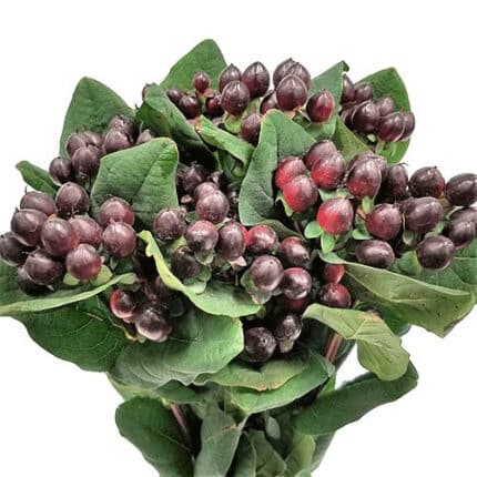 Hypericum Burgundy 70cm fresca
