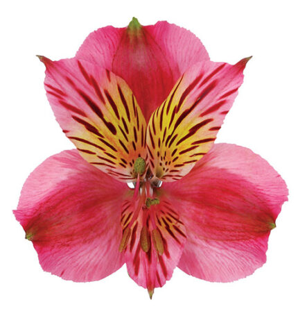 Alstro Sel Fushia sole