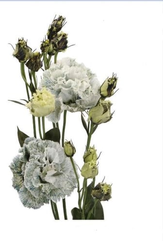Lisianthus Ice Crystal holl