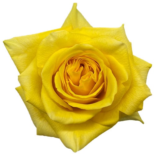 2da62de1-2f35-4b56-b23a-bad28f1bd747.jpg Rose Goldfinch 50 rfi - Image 1