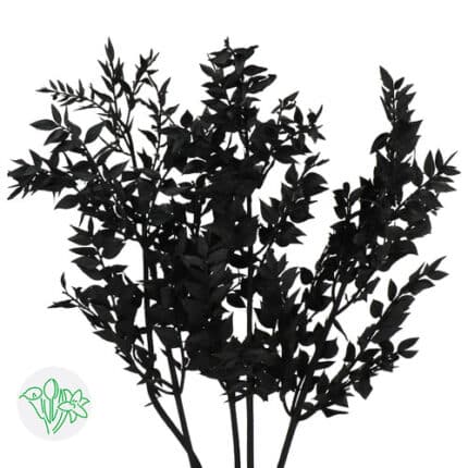 Italian Ruscus Black holl