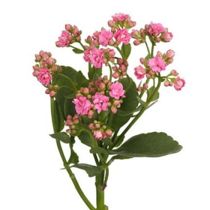 Kalanchoe Sweet Pink holex(5st)