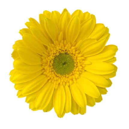Germini aloha canada