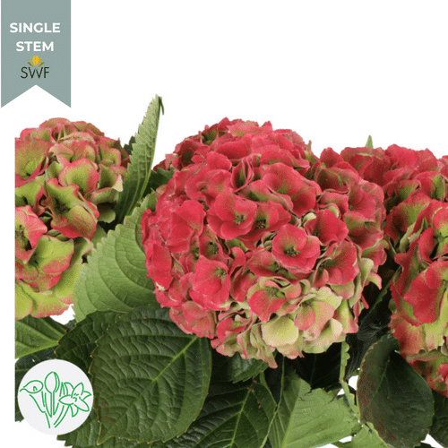2dbc9003-812d-4f92-88b6-add051d66329.png Hydrangea Classic Hot Pink Gre - Image 1