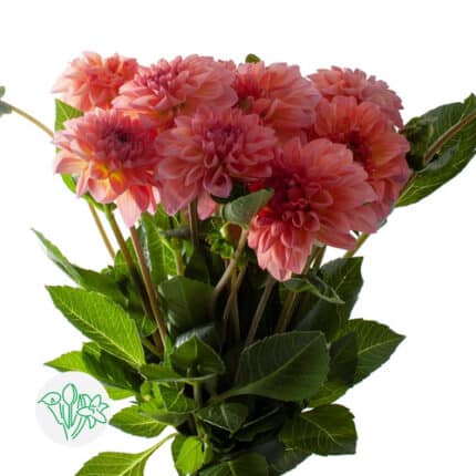 Dahlia Sebastian holl pch