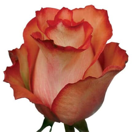 Rose Iguana 60m rfi