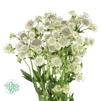 Astrantia Million Star 40cm ho
