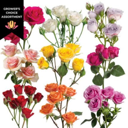 Spray Rose Asst.(10case) Rprim