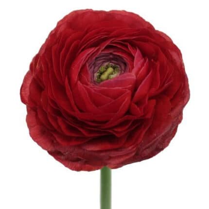 Ranunculus Burgundy Fresca
