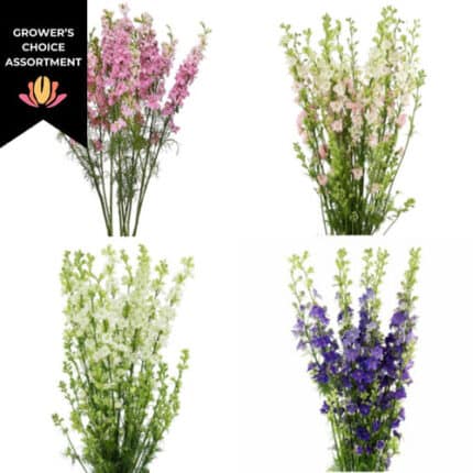 Larkspur Asst(15cs)rio