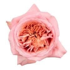 Rose Pink Xpression 40cm rfi