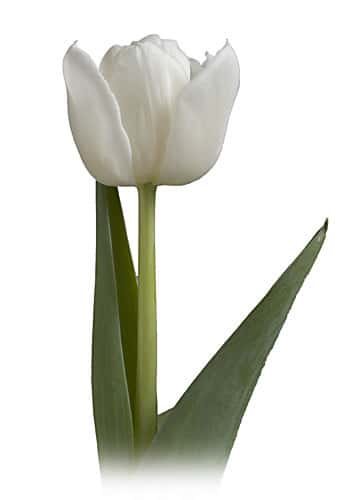 Tulip Dbl White holl