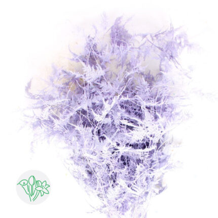 Asparagus Feather Long Milka 8