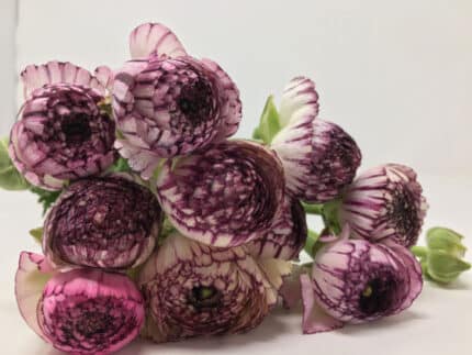 Ranunculus Striato Purple mix