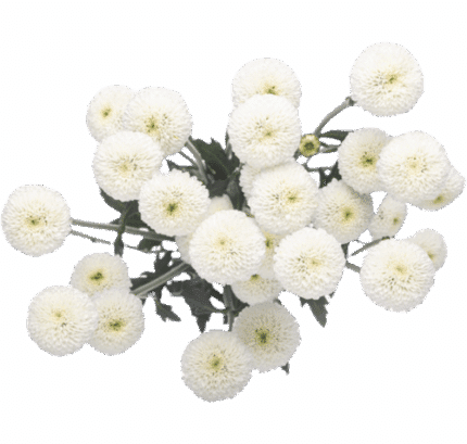Pom Micro B CandyCrush Wht SOL