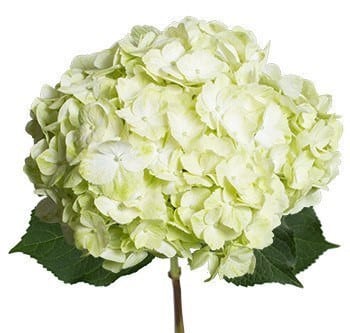 Hydrangea Green White rfi(STEM