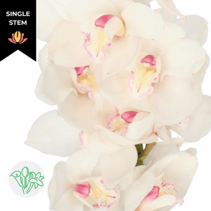 Cymbidium Antonella holl(STEM)