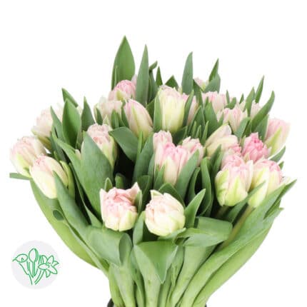Tulip Dbl Lt Pink holl
