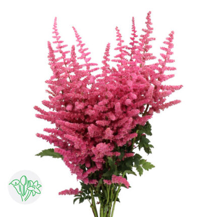 Astilbe Loud&Proud holl