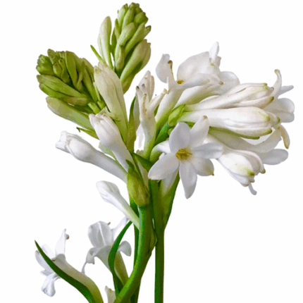 Tuberose White tutuli