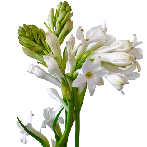 2e93aeda-b016-454b-8223-954193ccfa5b.png Tuberose White tutuli - Image 1