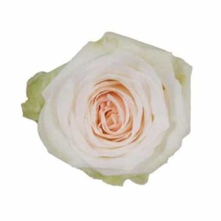 Rose Garden White Ohara sunrite(25st)
