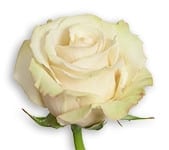 Rose Sahara 60cm rfi