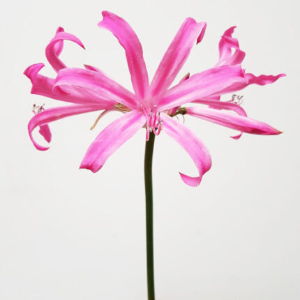 Amarine Pink 70cm holl