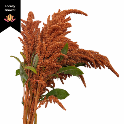 Amaranthus Upright Hot Biscuit - AM HOT BISU
