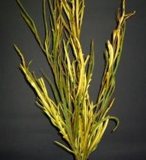 GREVELLIA yell foliage