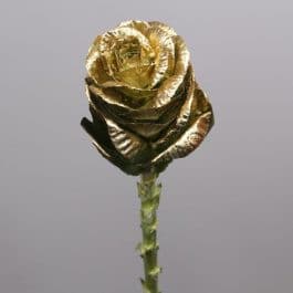 Kale Gold holl(STEM)