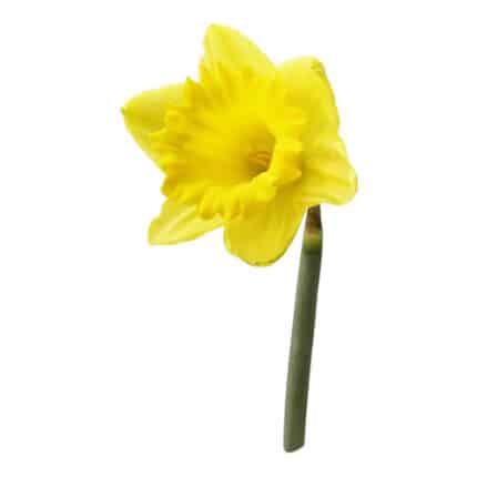 Daffodil Golden Beauty holl