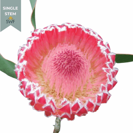 Protea Queen Empress tutuli(ST