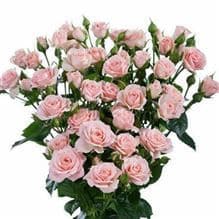 RoseSpray Bombastic LtPk mia