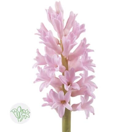 Hyacinth AnnaMarie s.v.