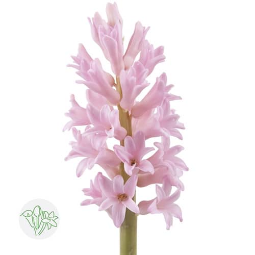 2eeab466-a021-48d3-8c53-52fef0f9209b.jpg Hyacinth AnnaMarie s.v. - Image 1