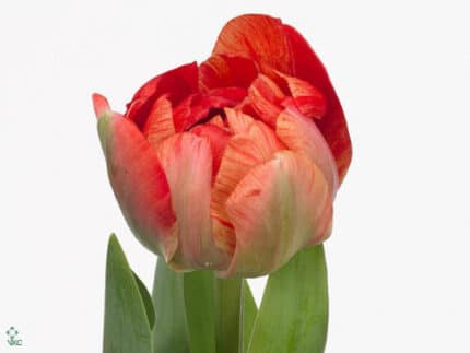 Tulip Double Gudoshnik 50gr holl