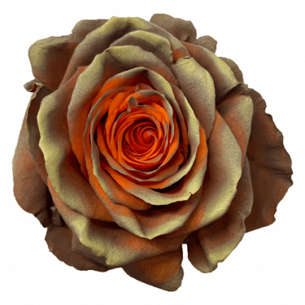 Rose Sassafras 50cm florecal