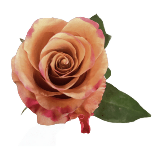 2f058caf-efd0-4d97-a406-db8522060dd3.png Rose CoffeeMild Earthtone 70cm rfi - Image 1