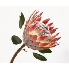 Protea King Red Madiba by(STEM)