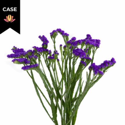 Statice Purple(8case)misty